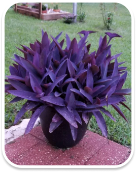 Trapoeraba roxa